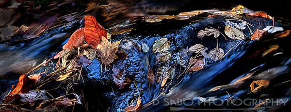 Visit D Sabo Photography d-sabo-photography-nature-photography-smugmug-customization