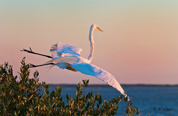 Visit Stephen Fisher Photography stephen-fisher-photography-smugmug-customization-nature-photography