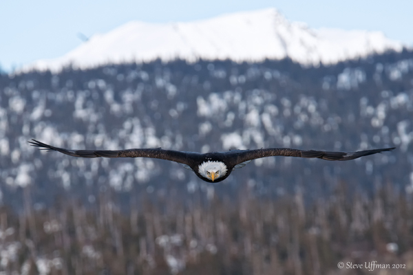Click to visit Steve and Marian Uffmans Nature and Travel Photography