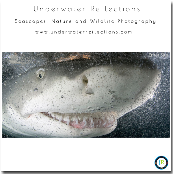 Smugmug-Customization-Seascapes-Wildlife-Nature-Photography-Underwater-Reflections